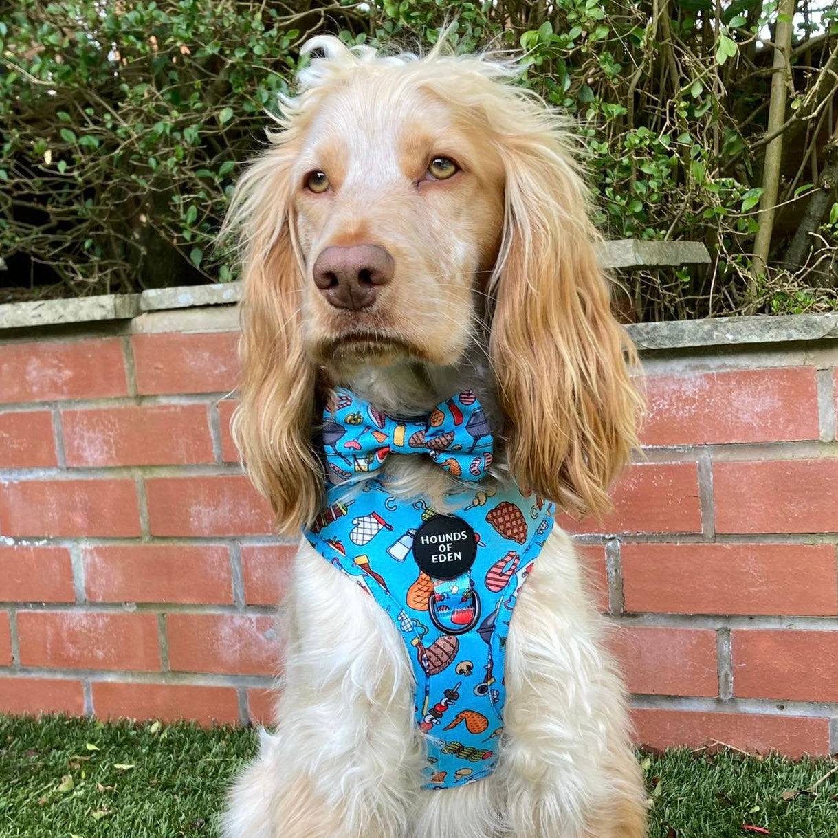 Grill 'n' Chill - Dog Harness