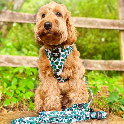 Looking Sharp - Green Cactus and Pink Dog Collar