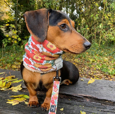 Autumn Blossom - Floral Poppy Dog Harness