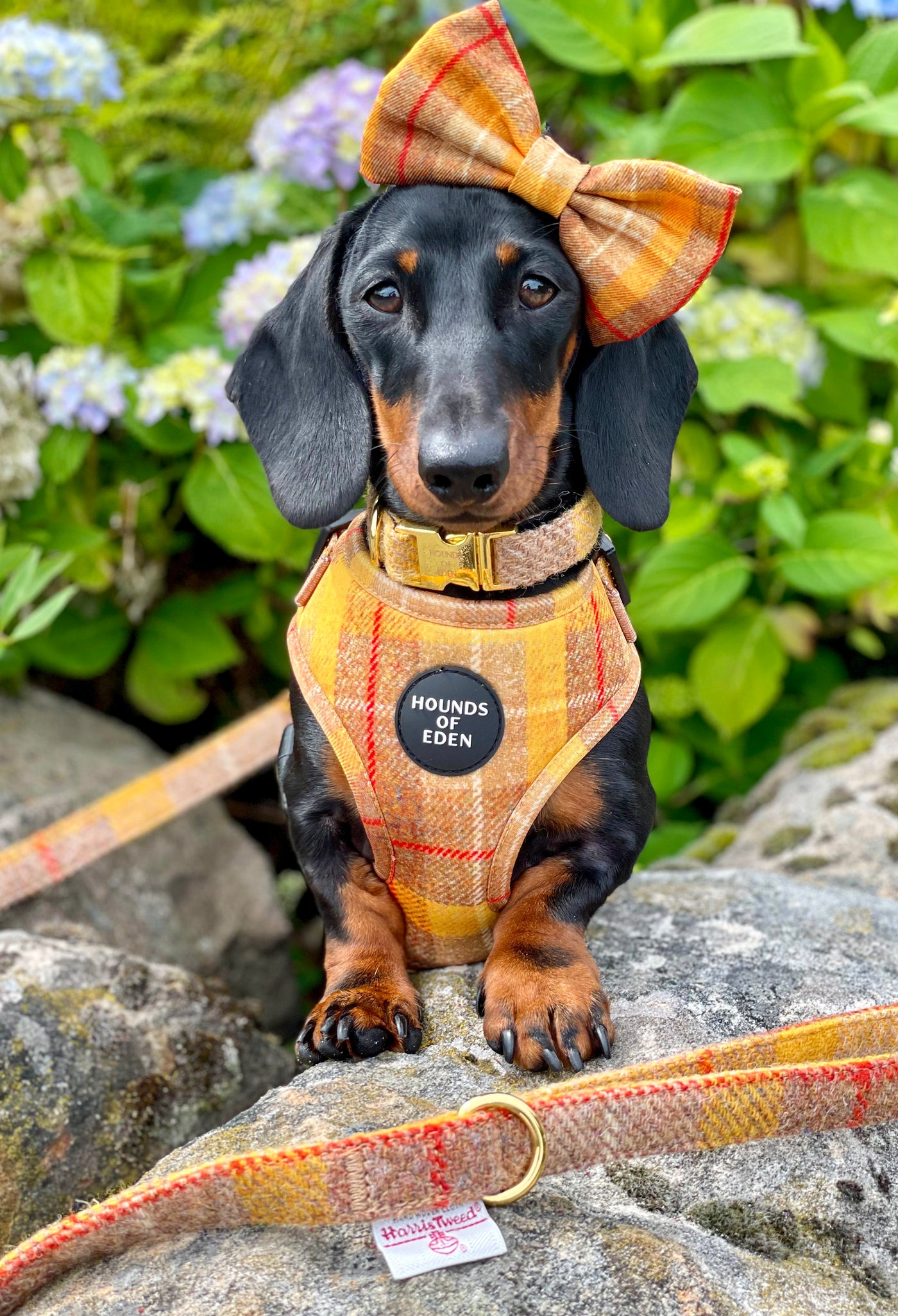 'Honey' - Yellow Check Dog Harness