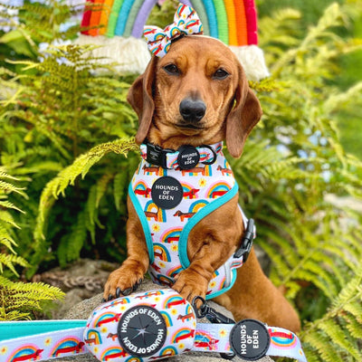 Sizzlin’ Sausages - Dachshund Dog Collar