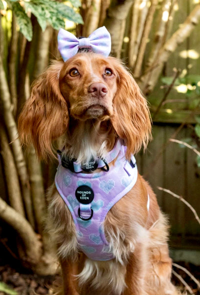 Don’t Go Barking My Heart - Pink and Teal Hearts Dog Harness