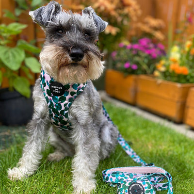 Looking Sharp - Green Cactus and Pink Dog Harness
