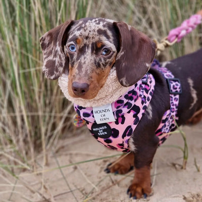 'Blushing Leopard' - Pink Dog Harness
