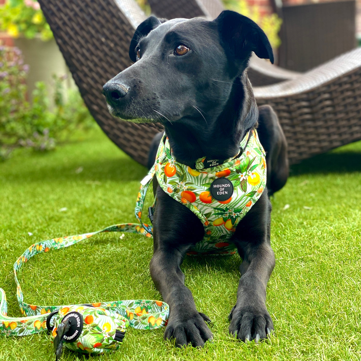 'Squeeze Me' - Citrus Dog Collar