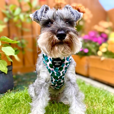 Looking Sharp - Green Cactus and Pink Dog Collar