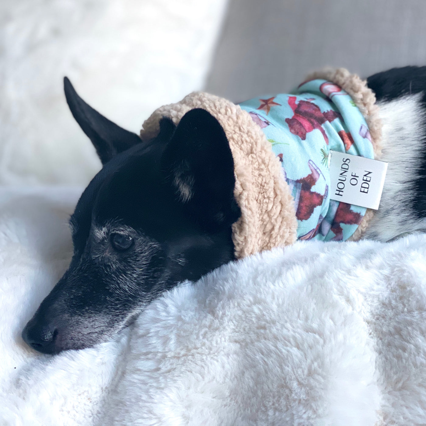 Teddy it's Cold Outside Dog Snood