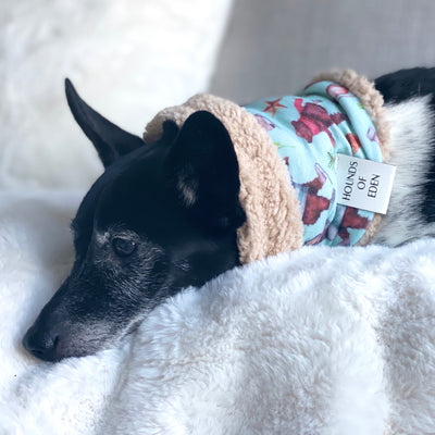 Teddy it's Cold Outside Dog Snood