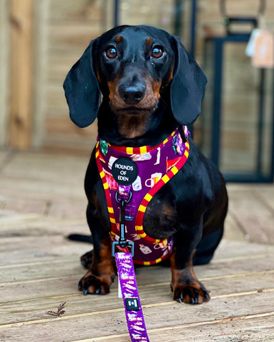 Harry Pawter Design Dog Lead