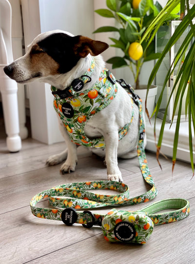 'Squeeze Me' - Citrus Dog Collar
