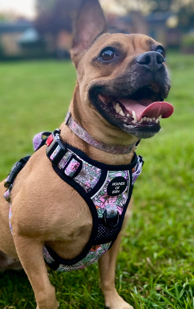 Supaw Strong™ Wild Blossom Utility Harness