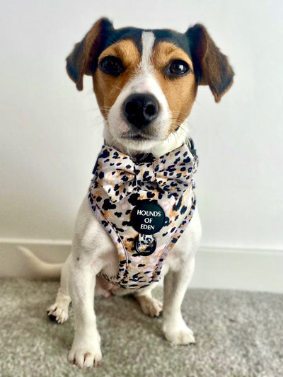 Sage Leopard Design Dog Harness