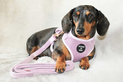 Lilac Dreams - Lilac Velvet Dog Collar with Rose Gold Metal Hardware