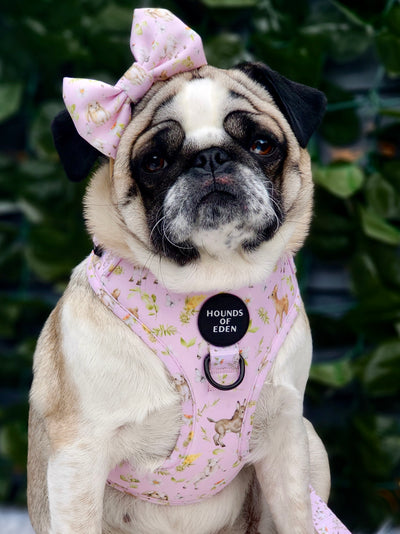 SPRING BABIES - Design Dog Harness