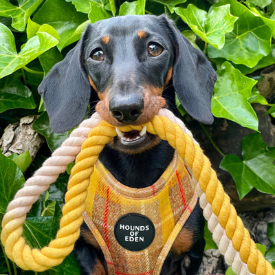 'Honey' - Yellow Check Dog Harness