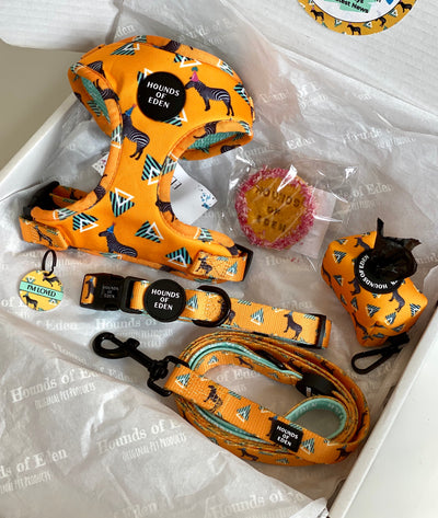 'Party Marty' - Zebra Dog Collar