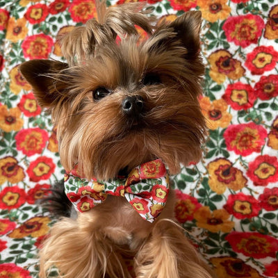 Autumn Blossom - Floral Poppy Dog Harness