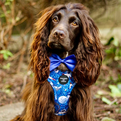 'Space Out' - Starlight Blue Space Pattern Dog Harness