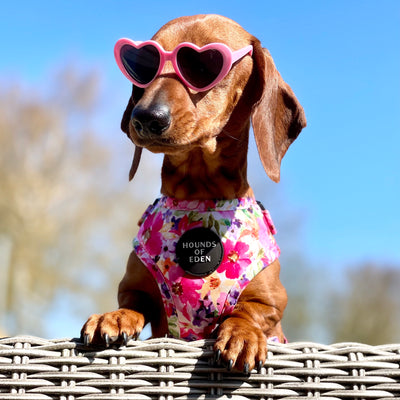 'Florentina' - Floral Dog Harness