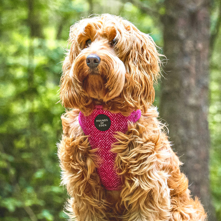 'Bella' - Pink Herringbone Dog Harness
