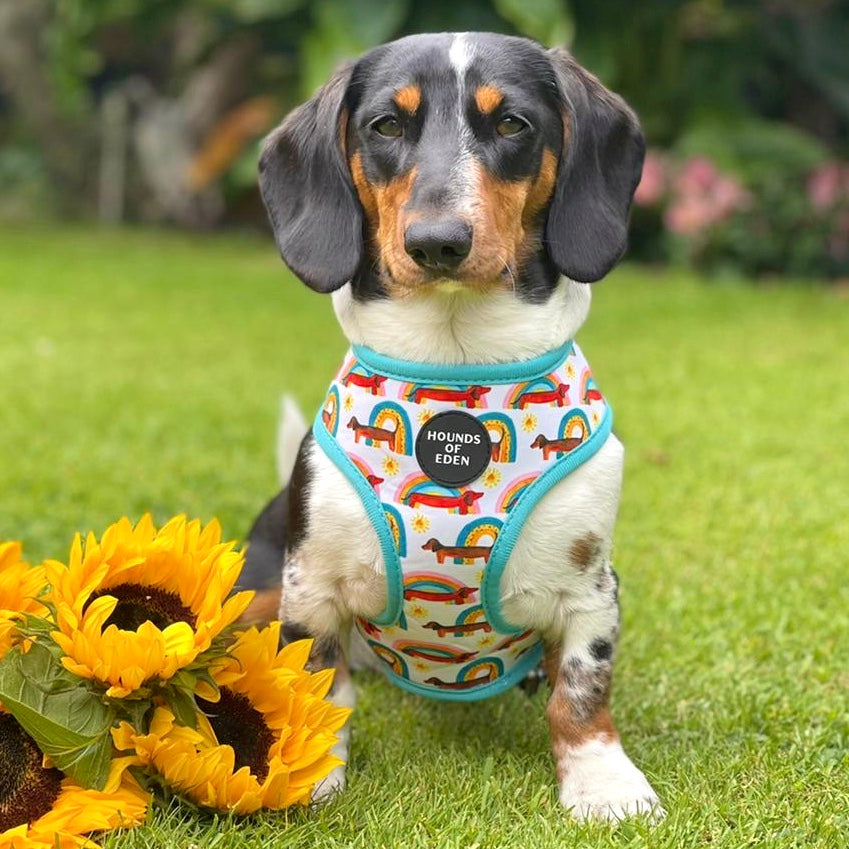 Sizzlin’ Sausages - Dachshund Dog Collar