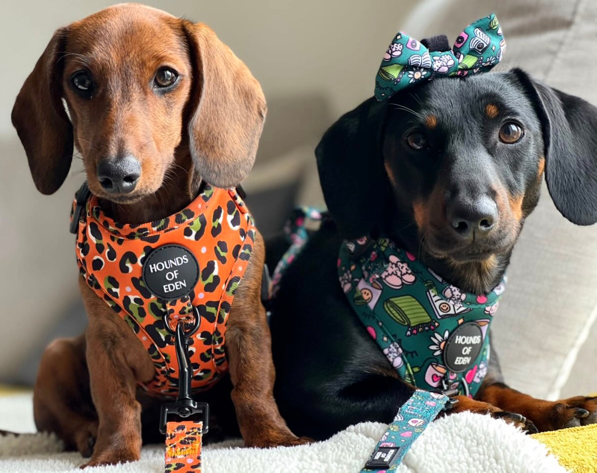 Self Care Design Dog Bow Tie