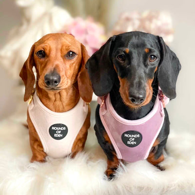 Lilac Dreams - Lilac Velvet Dog Collar with Rose Gold Metal Hardware