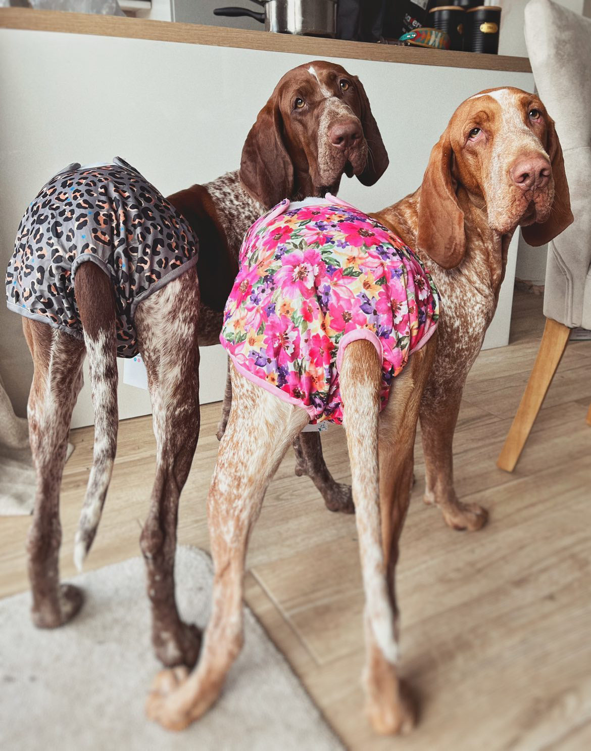 Wild Blossom - Dog Season Hygiene Panties