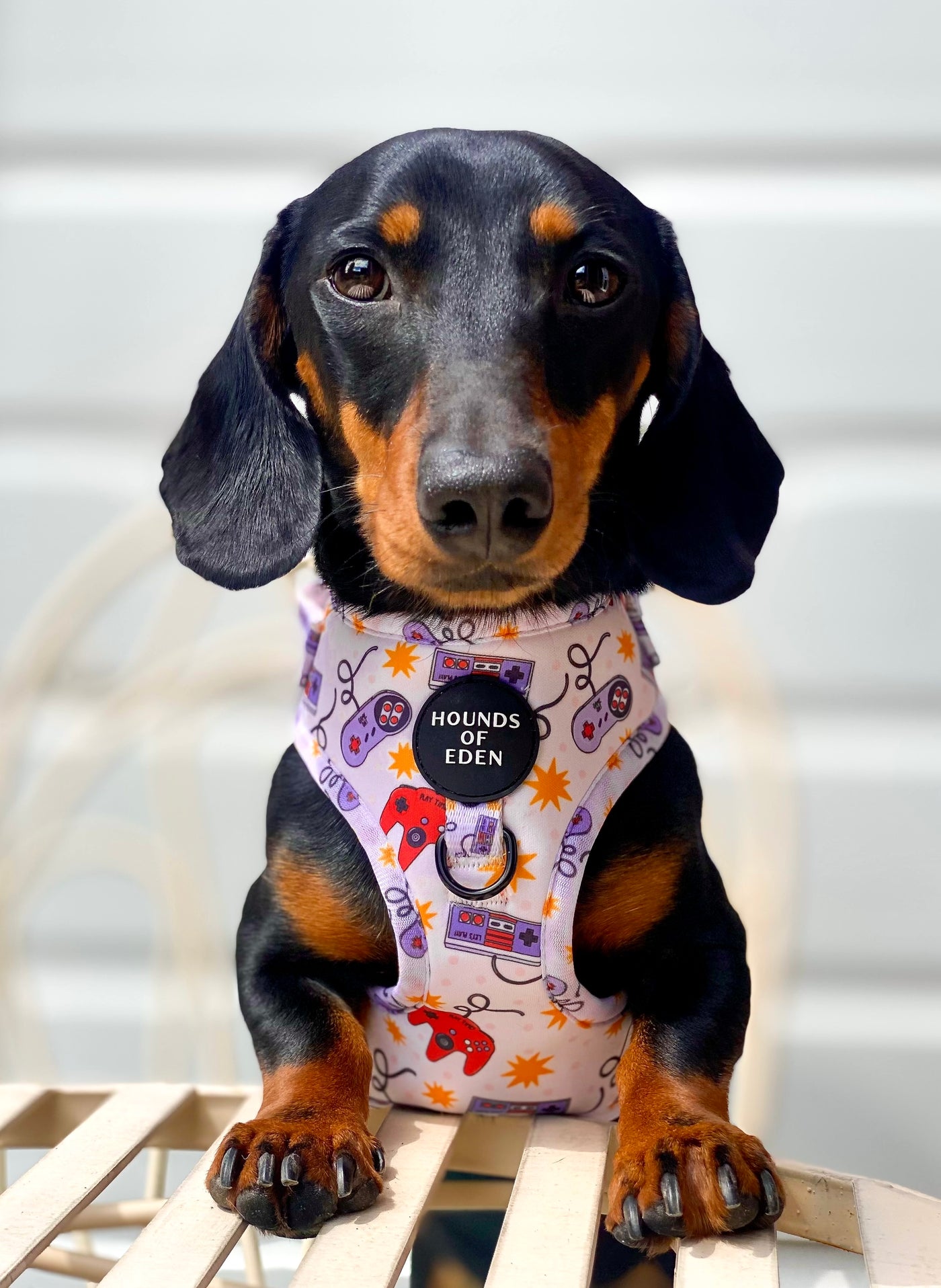 Nintendawg Design Dog Lead