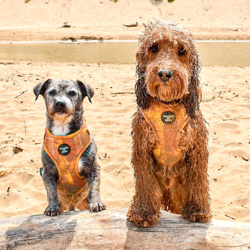 'Honey' Harris Tweed Dog Collar