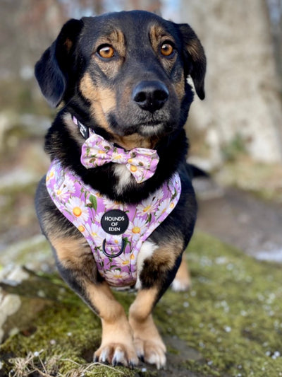 Daisy Dreams Design Dog Bow Tie