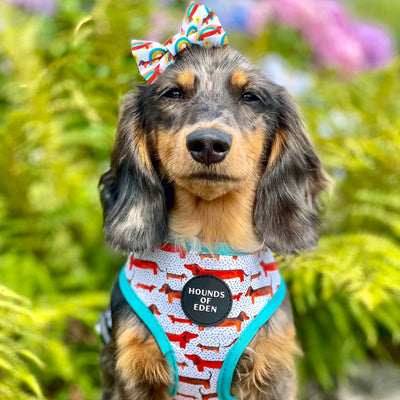 Sizzlin’ Sausages - Dachshund Dog Collar