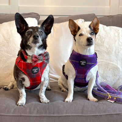 'Sammi' - Red & Grey Check Dog Harness