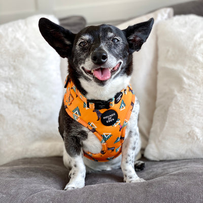 'Party Marty' - Zebra Dog Collar