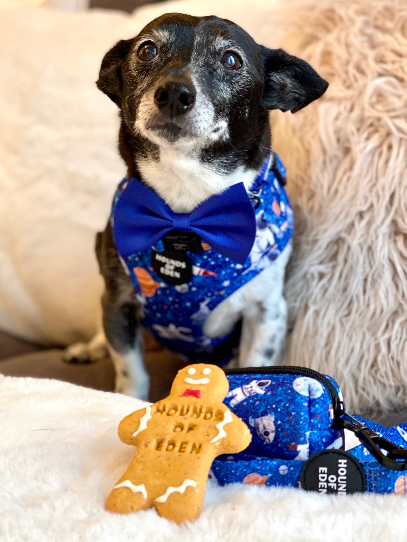'Space Out' - Blue Starlight Space Pattern Dog Collar