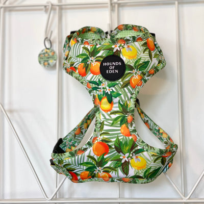 'Squeeze Me' - Citrus Dog Collar