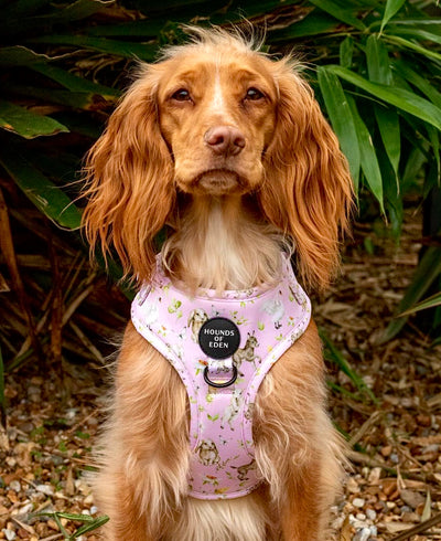 SPRING BABIES - Design Dog Harness