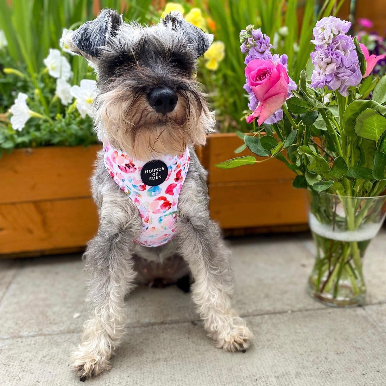 Jewel Leopard -  Leopard Dog Harness
