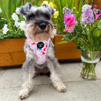Jewel Leopard -  Leopard Dog Harness