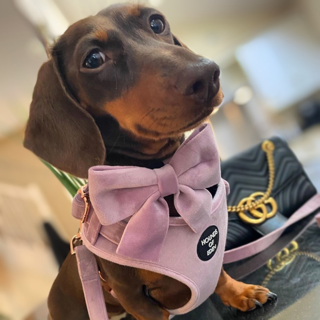 Lilac Dreams - Lilac Velvet Dog Harness with Rose Gold Metal Hardware