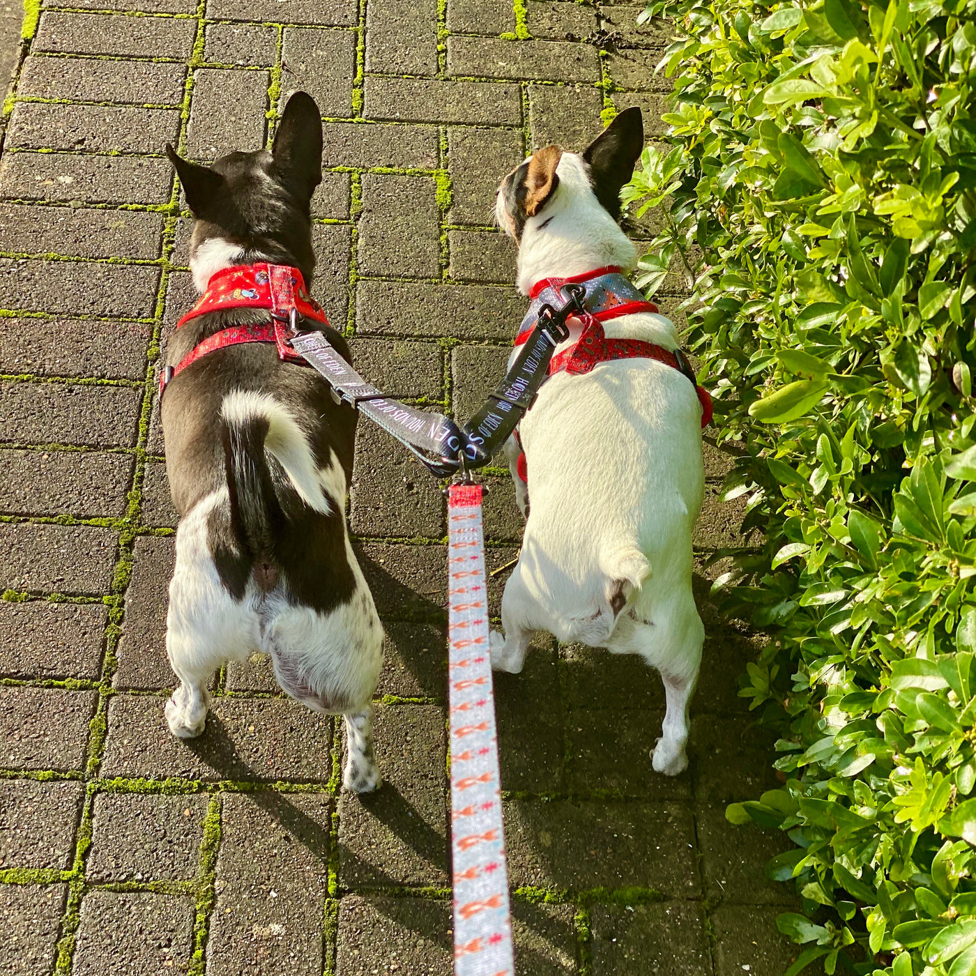 The Foxy Nutcracker - Festive Dog Lead