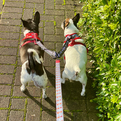 The Foxy Nutcracker - Festive Dog Lead