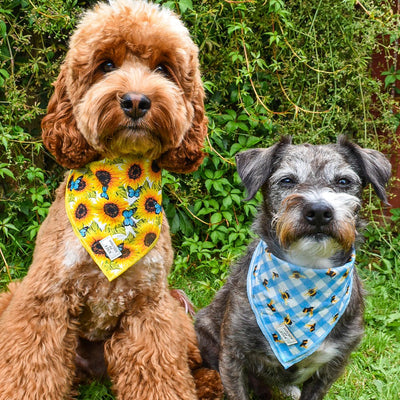Sunflower Flutter - Yellow and Blue Butterfly Dog Collar