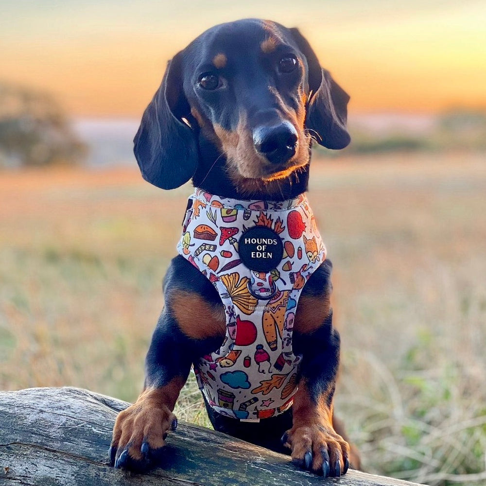 Country Pupkin - Autumnal Doodle Dog Harness