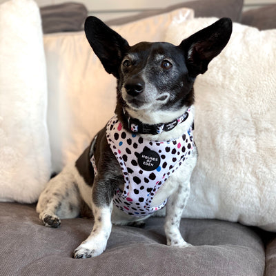 'Spot the Dog' - Pink, Blue & Black Spotted Dog Collar