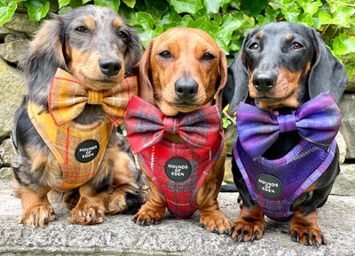 'Honey' - Yellow Check Dog Harness
