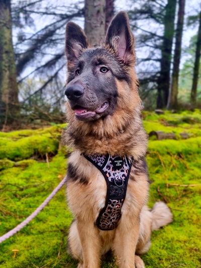 Supaw Strong™ 'Florentina' Utility Harness