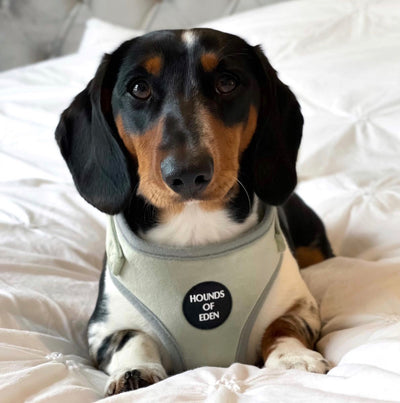 Sage Mist - Green Velvet Dog Harness with Silver Metal Hardware