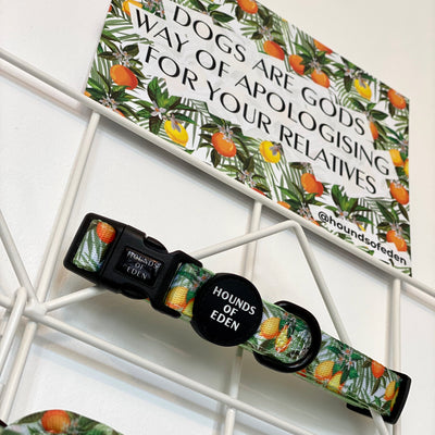 'Squeeze Me' - Citrus Dog Collar