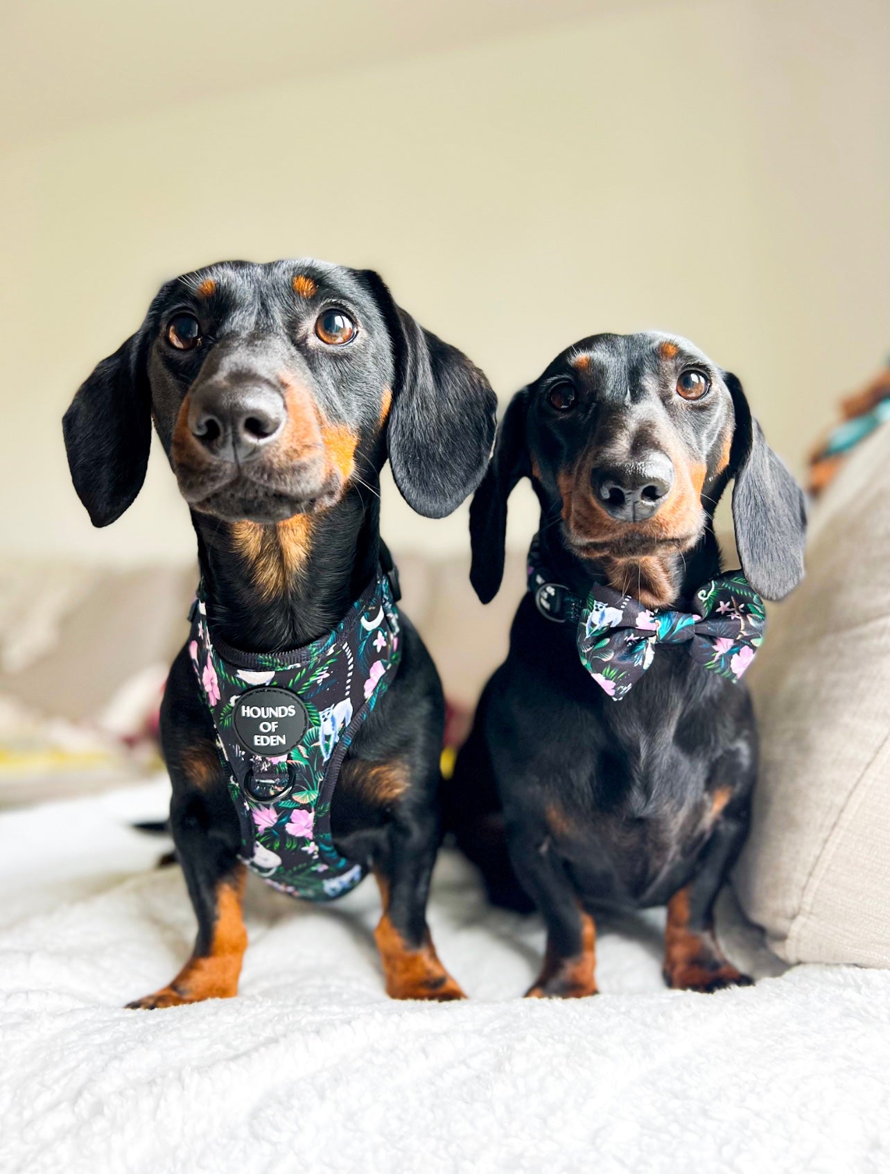 Midnight Madagascar Design Dog Lead